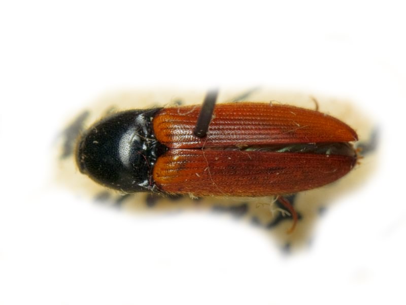 Ampedus (Ampedus) ochrinulus (Reitter, 1887)
